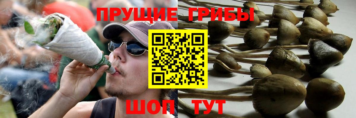 Бийск  Галлюциногенные грибы GOLDEN TEACHER  Вход с VPN 